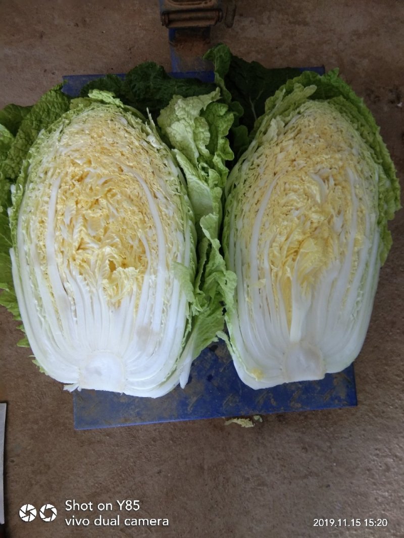 黄心大白菜，湖南万亩基地直供全国**中间商。