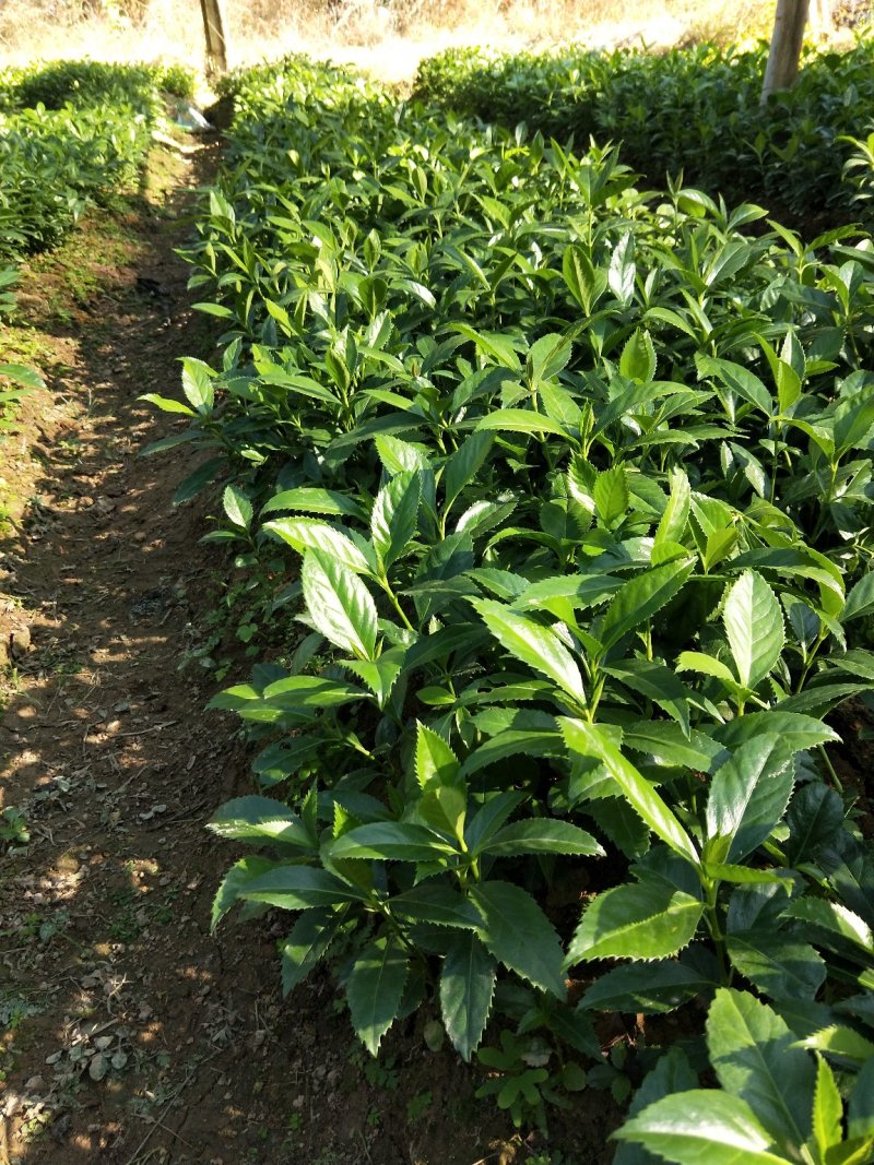 草珊瑚苗/九节茶苗，自家苗圃无中间商赚差价，欢迎实地考察