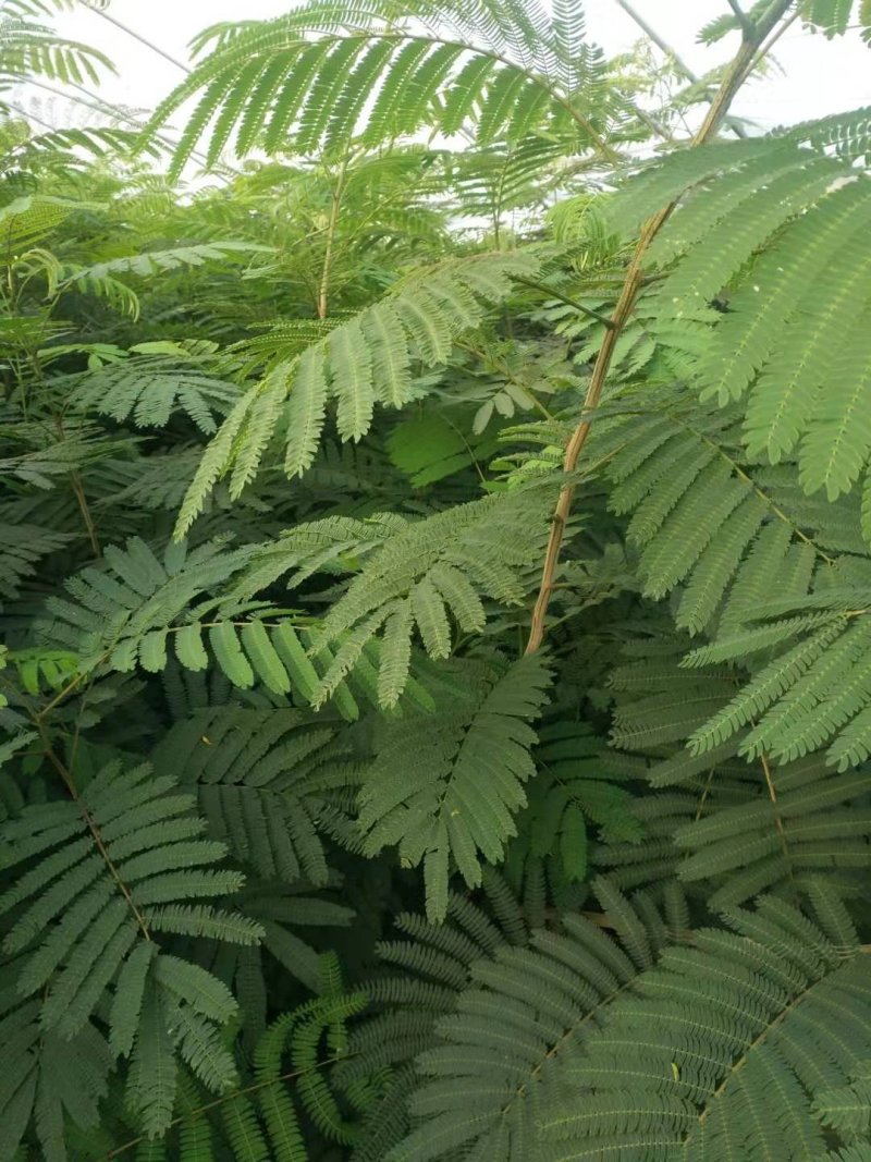 合欢苗，地径1～2公分高度2米左右合欢当年苗