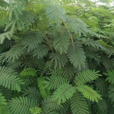 合欢苗,地径1~2公分高度2米左右合欢当年苗