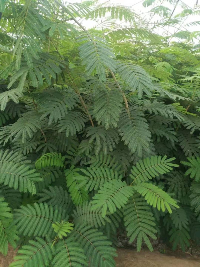 合欢苗，地径1～2公分高度2米左右合欢当年苗