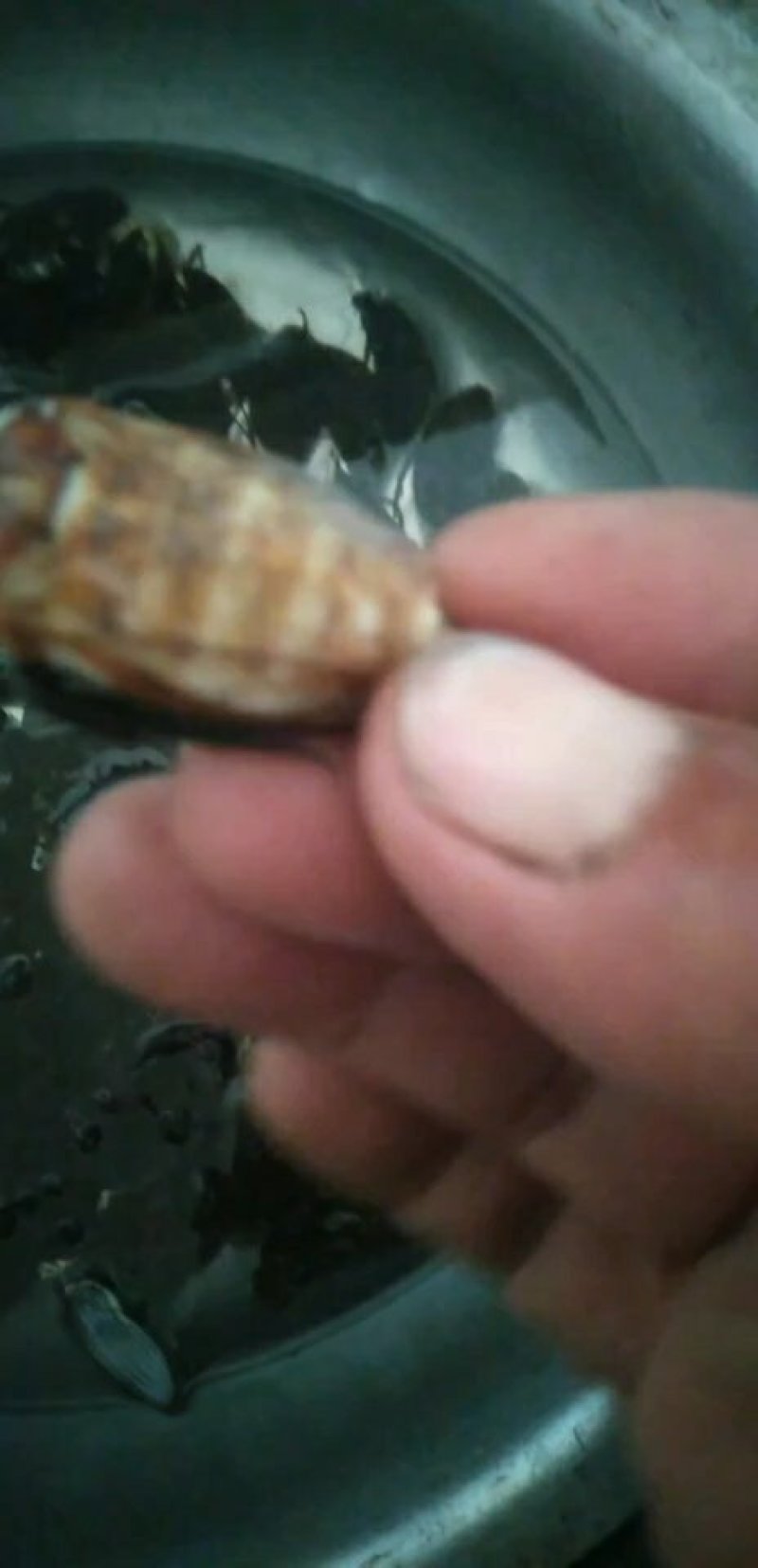 速冻金边龙虱高蛋白食用昆虫药食同源，味道极其鲜美，油炸