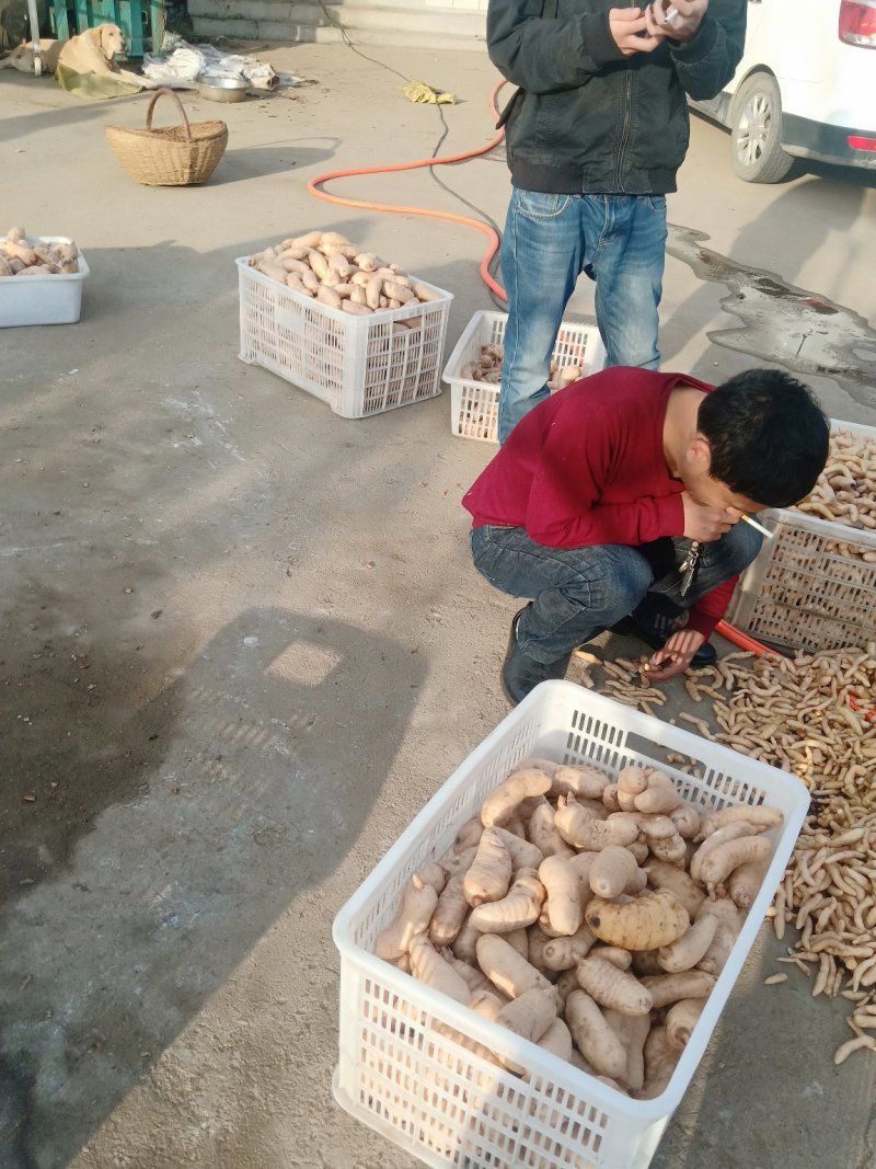 野生手选天麻大个色好无流批发天麻片批发补品营养送礼吃！！