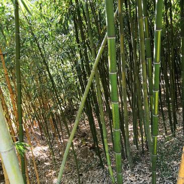 黄槽竹苗青皮黄槽竹子一手货源基地直发成活率高绿化工程苗