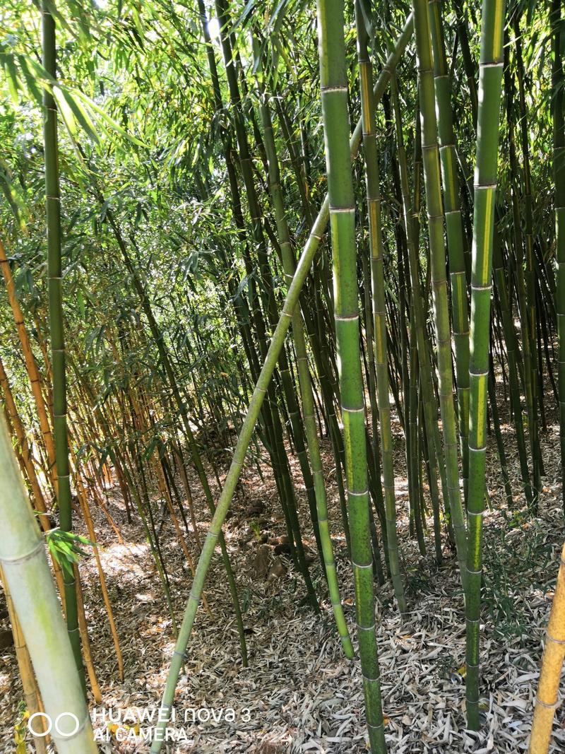 黄槽竹苗青皮黄槽竹子一手货源基地直发成活率高绿化工程苗
