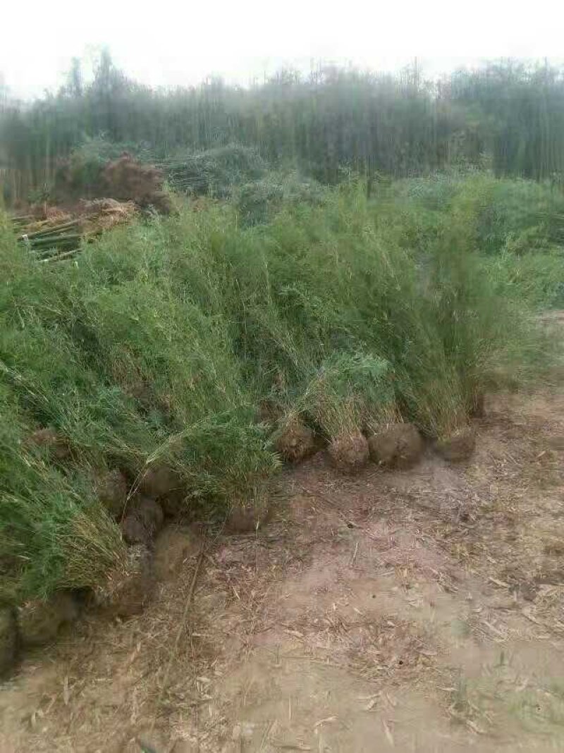 凤尾竹丛生苗一手货源基地直发低价出售规格齐全