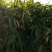 大叶箬竹苗竹子粽子叶绿化工程苗丛生苗现挖现卖成活率高