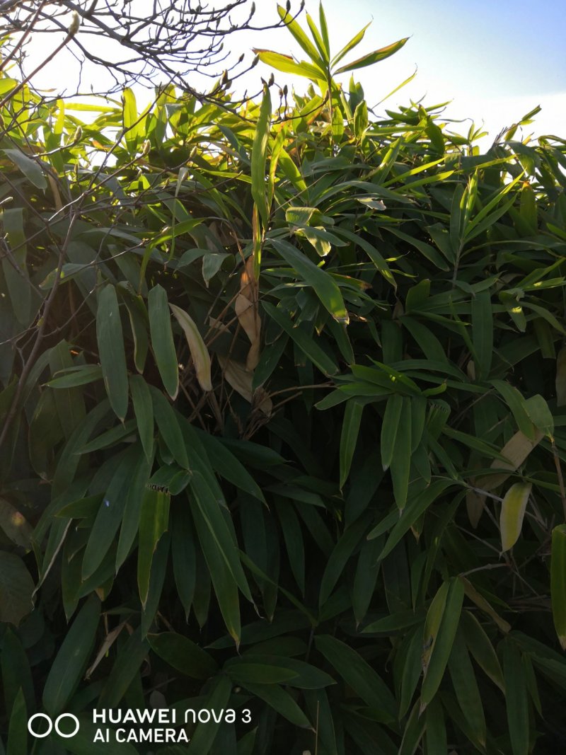 大叶箬竹苗竹子粽子叶绿化工程苗丛生苗现挖现卖成活率高