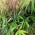 大叶箬竹苗竹子粽子叶绿化工程苗丛生苗现挖现卖成活率高