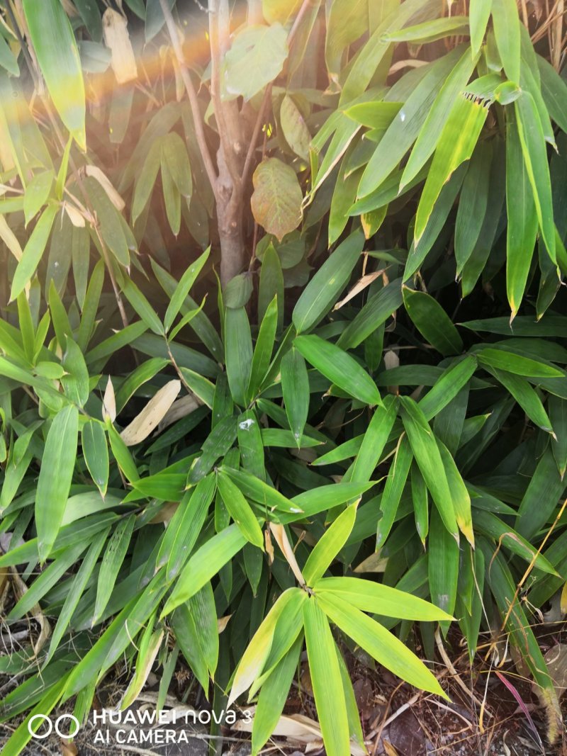 大叶箬竹苗竹子粽子叶绿化工程苗丛生苗现挖现卖成活率高