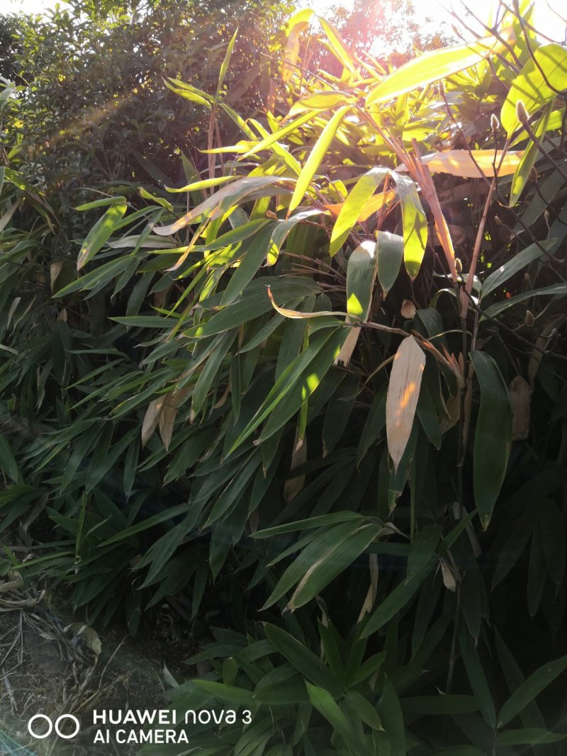 大叶箬竹苗竹子粽子叶绿化工程苗丛生苗现挖现卖成活率高