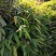 大叶箬竹苗竹子粽子叶绿化工程苗丛生苗现挖现卖成活率高