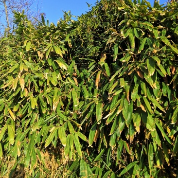 大叶箬竹苗竹子粽子叶绿化工程苗丛生苗现挖现卖成活率高