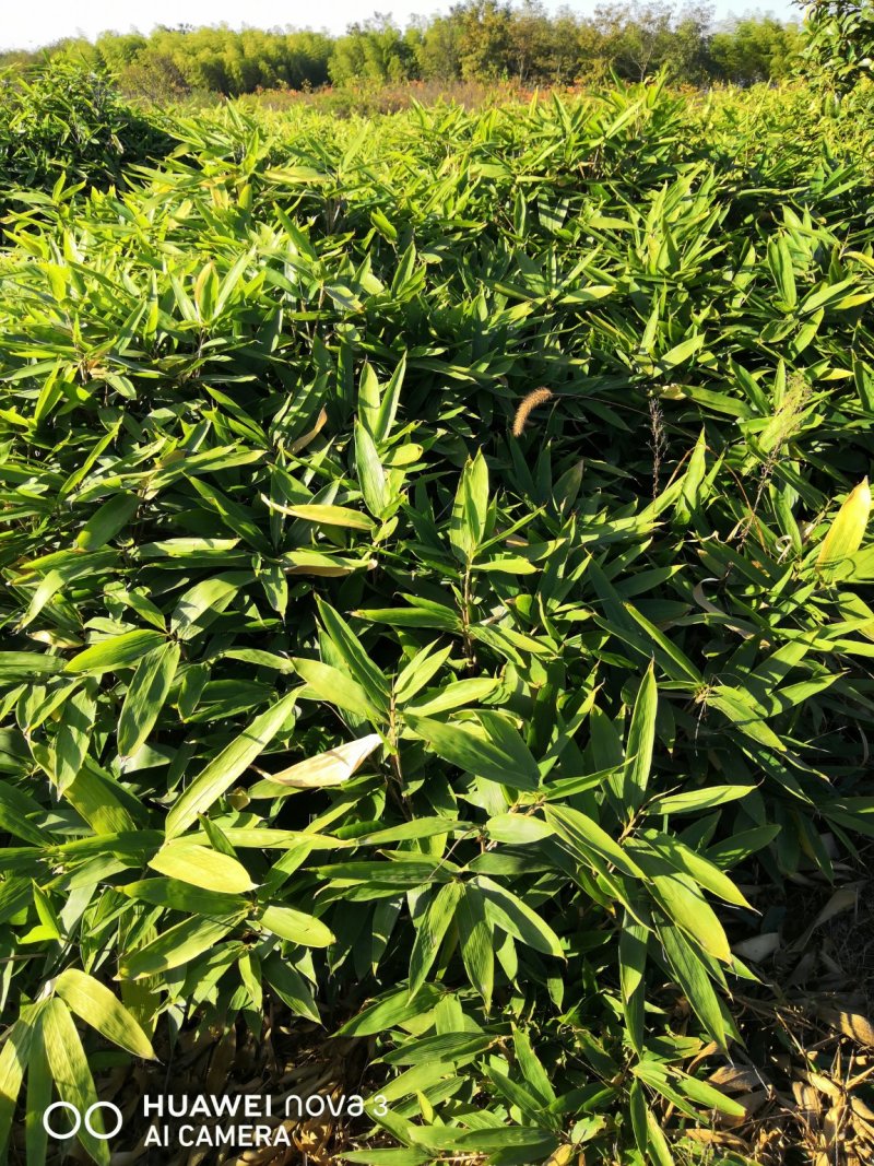 大叶箬竹苗竹子粽子叶绿化工程苗丛生苗现挖现卖成活率高