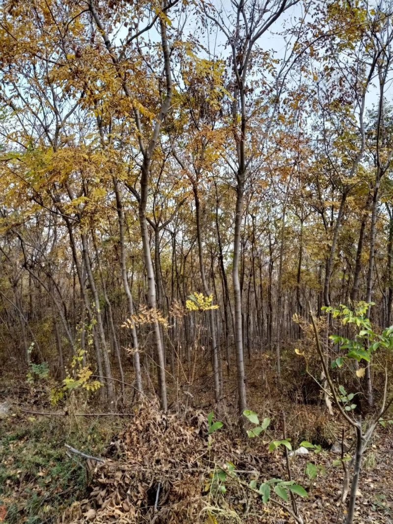 北栾树占地北栾绿化北栾1-10公分均有货