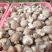 鲜香菇白花菇产地直销大量上市可代收代办