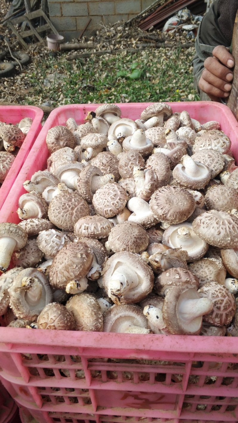 鲜香菇白花菇产地直销大量上市可代收代办