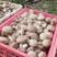 鲜香菇白花菇产地直销大量上市可代收代办