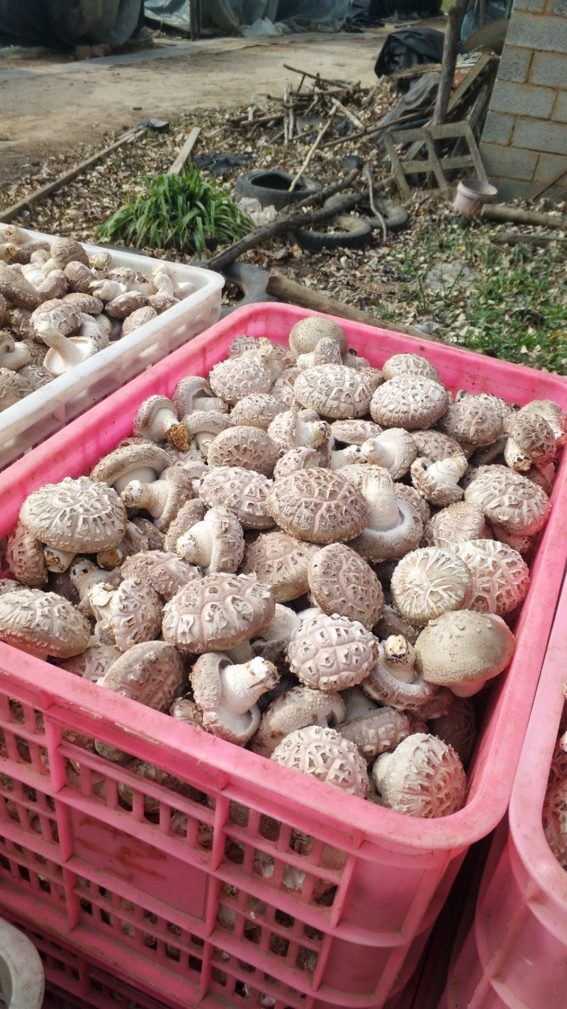 鲜香菇白花菇产地直销大量上市可代收代办