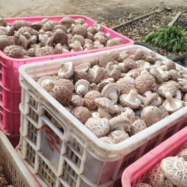 鲜香菇白花菇产地直销大量上市可代收代办