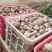 鲜香菇白花菇产地直销大量上市可代收代办