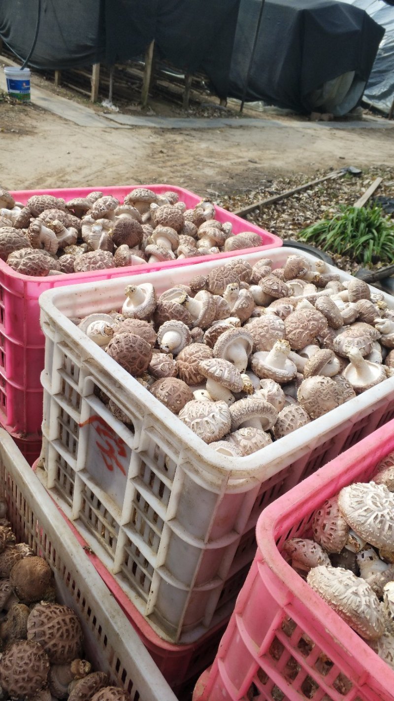 鲜香菇白花菇产地直销大量上市可代收代办