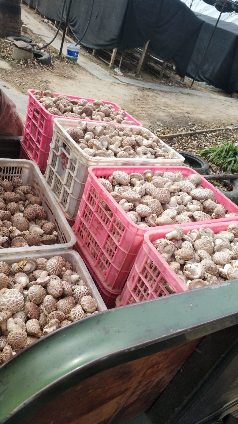 鲜香菇白花菇产地直销大量上市可代收代办