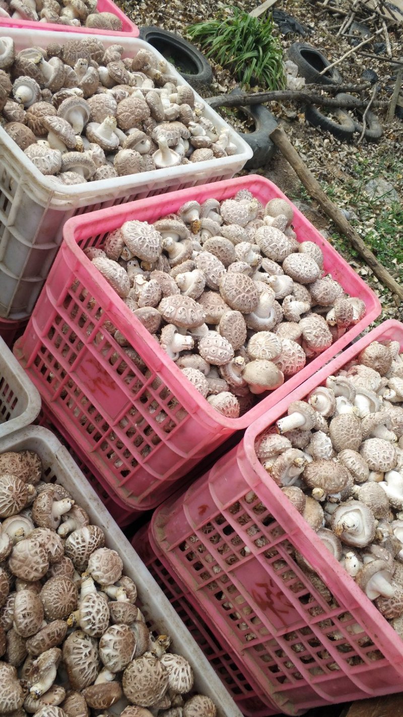 鲜香菇白花菇产地直销大量上市可代收代办
