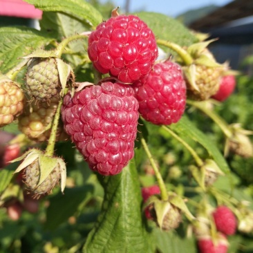 树莓红树莓双季红树莓介树莓种苗批发双季树莓苗种植基地介绍