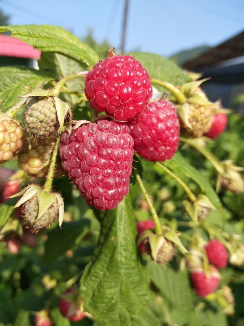 树莓红树莓双季红树莓介树莓种苗批发双季树莓苗种植基地介绍