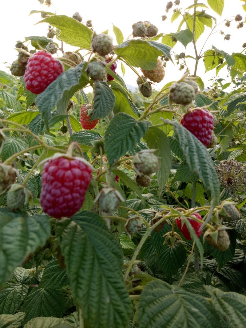 树莓红树莓双季红树莓介树莓种苗批发双季树莓苗种植基地介绍