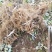 树莓红树莓双季红树莓介树莓种苗批发双季树莓苗种植基地介绍