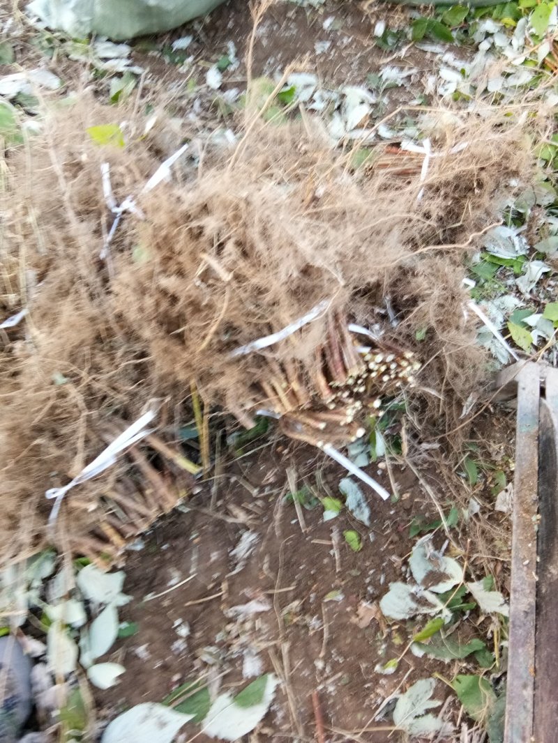 树莓红树莓双季红树莓介树莓种苗批发双季树莓苗种植基地介绍