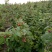 树莓红树莓双季红树莓介树莓种苗批发双季树莓苗种植基地介绍