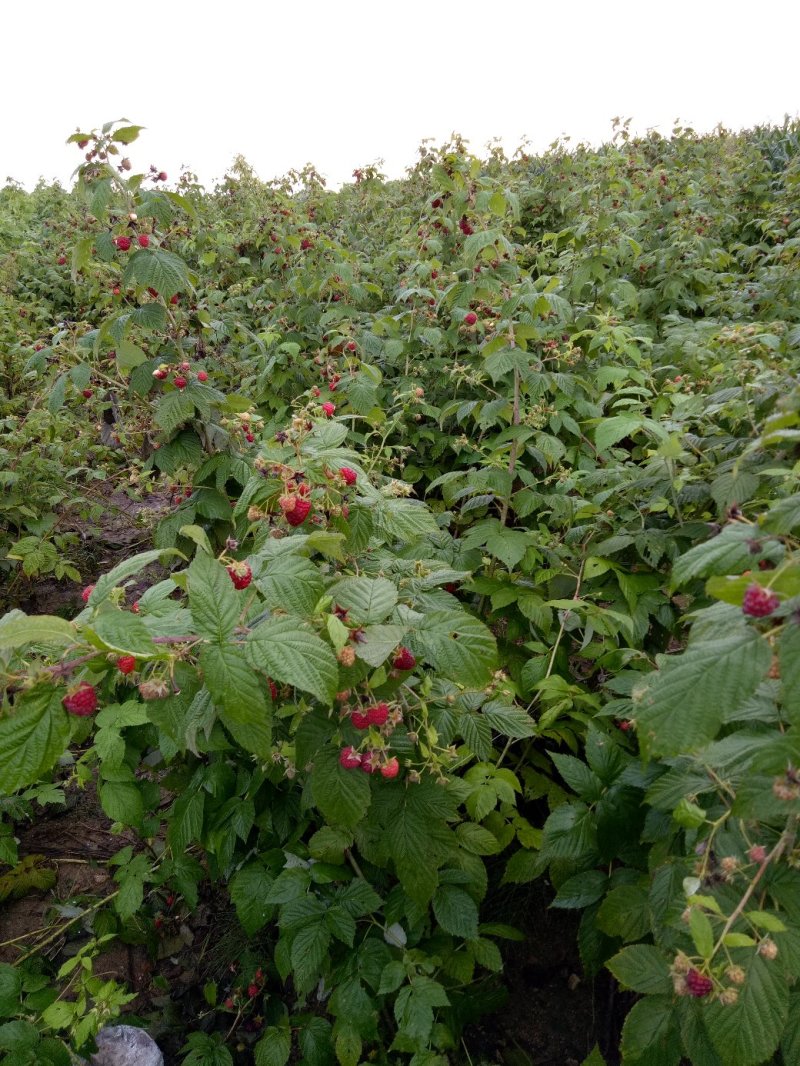 树莓红树莓双季红树莓介树莓种苗批发双季树莓苗种植基地介绍