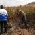树莓红树莓双季红树莓介树莓种苗批发双季树莓苗种植基地介绍