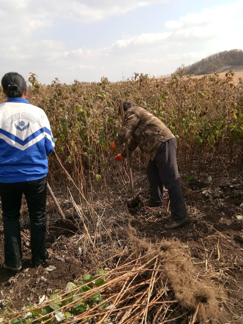 树莓红树莓双季红树莓介树莓种苗批发双季树莓苗种植基地介绍
