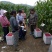 树莓红树莓双季红树莓介树莓种苗批发双季树莓苗种植基地介绍