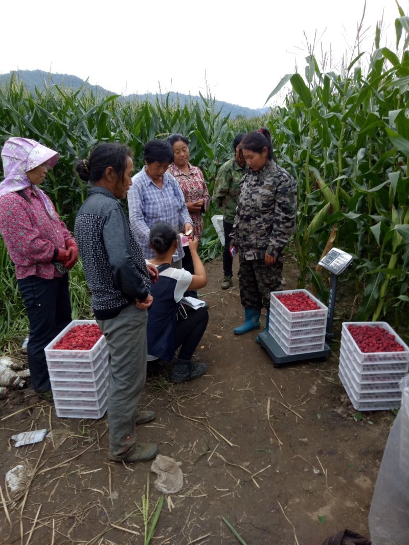 树莓红树莓双季红树莓介树莓种苗批发双季树莓苗种植基地介绍