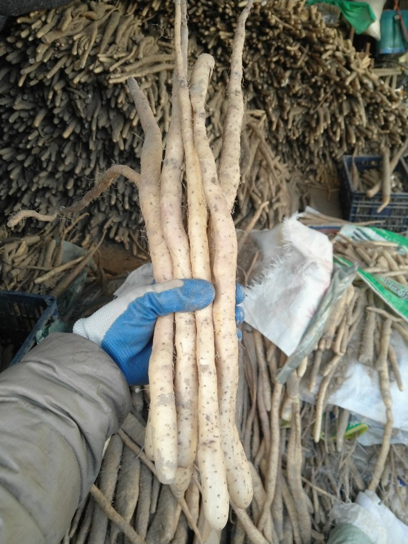 自家种植，小白嘴白山药麻山药