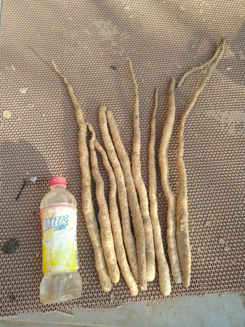 自家种植，小白嘴白山药麻山药