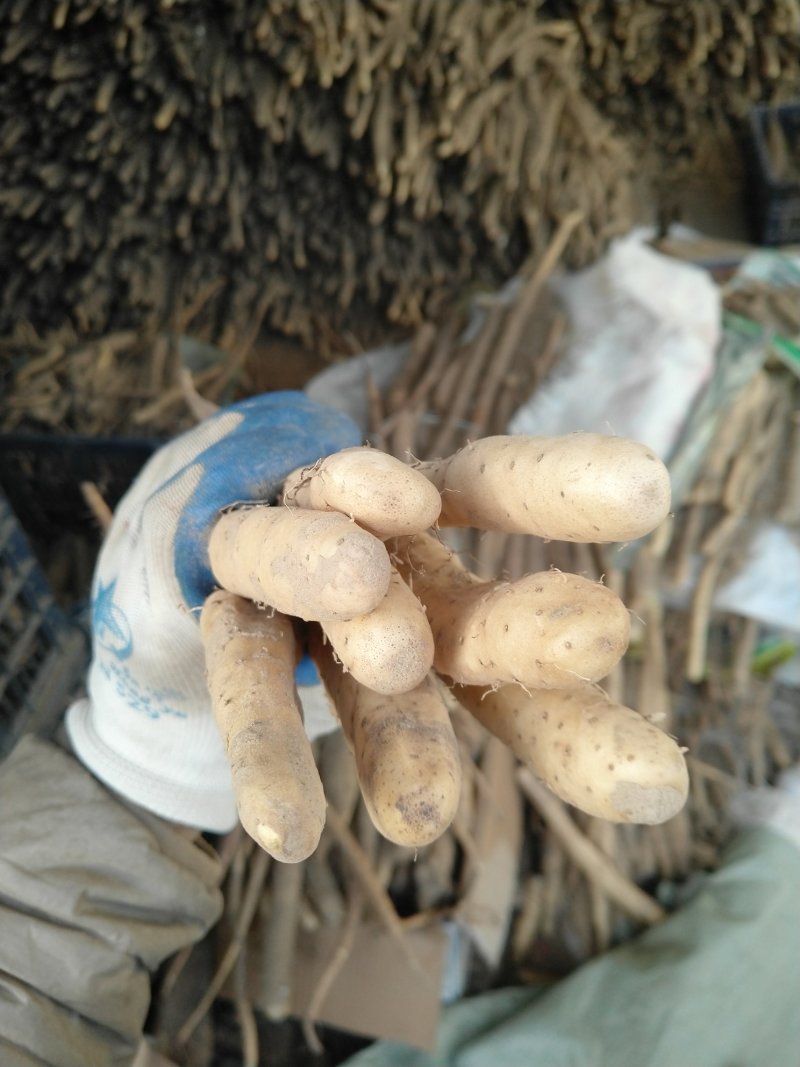 自家种植，小白嘴白山药麻山药