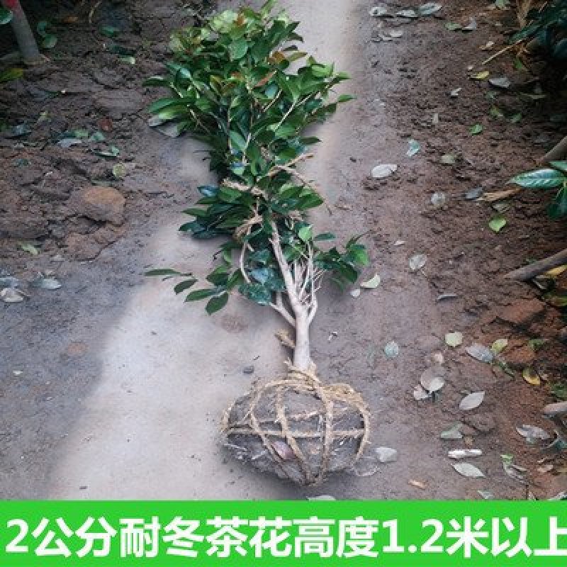 耐冬茶花树苗山茶花树苗茶花树大茶花树庭院绿化树绿化