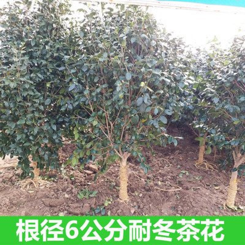耐冬茶花树苗山茶花树苗茶花树大茶花树庭院绿化树绿化