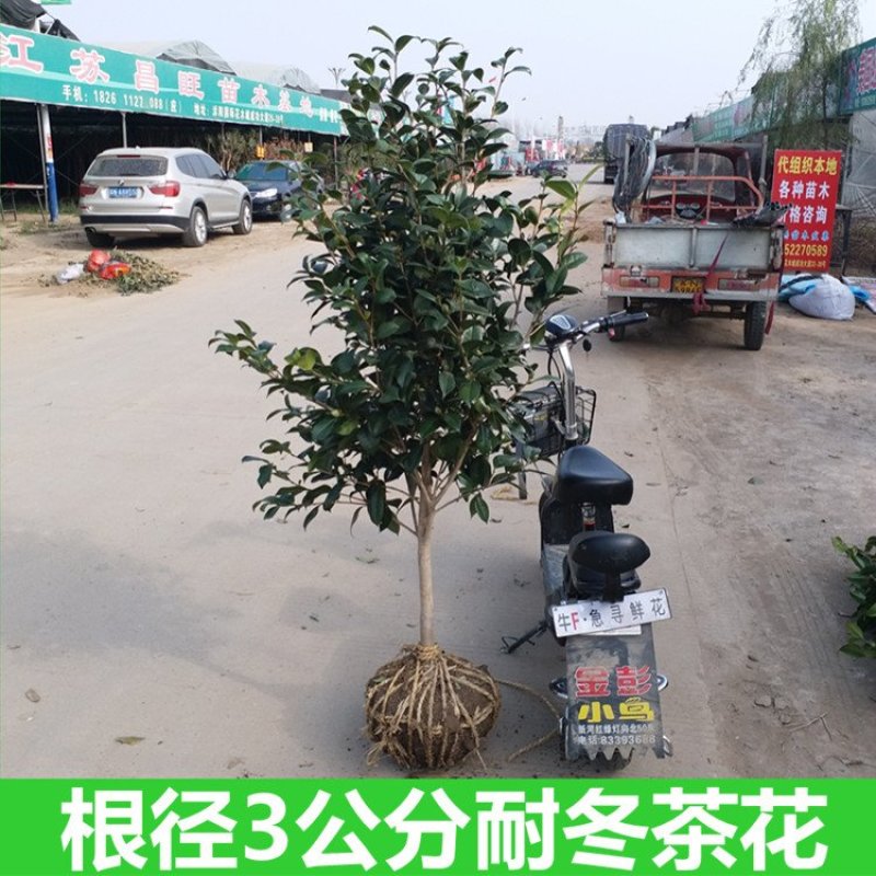 耐冬茶花树苗山茶花树苗茶花树大茶花树庭院绿化树绿化