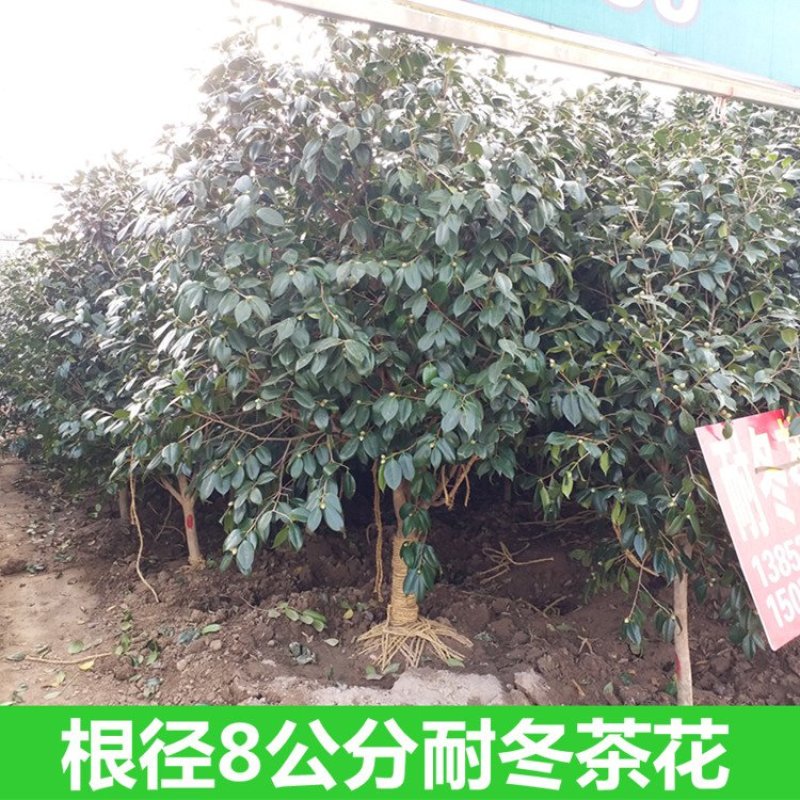 耐冬茶花树苗山茶花树苗茶花树大茶花树庭院绿化树绿化