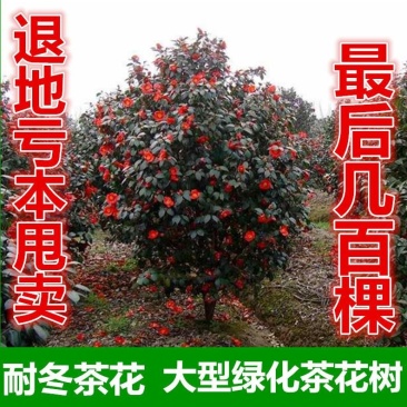 耐冬茶花树苗山茶花树苗茶花树大茶花树庭院绿化树绿化