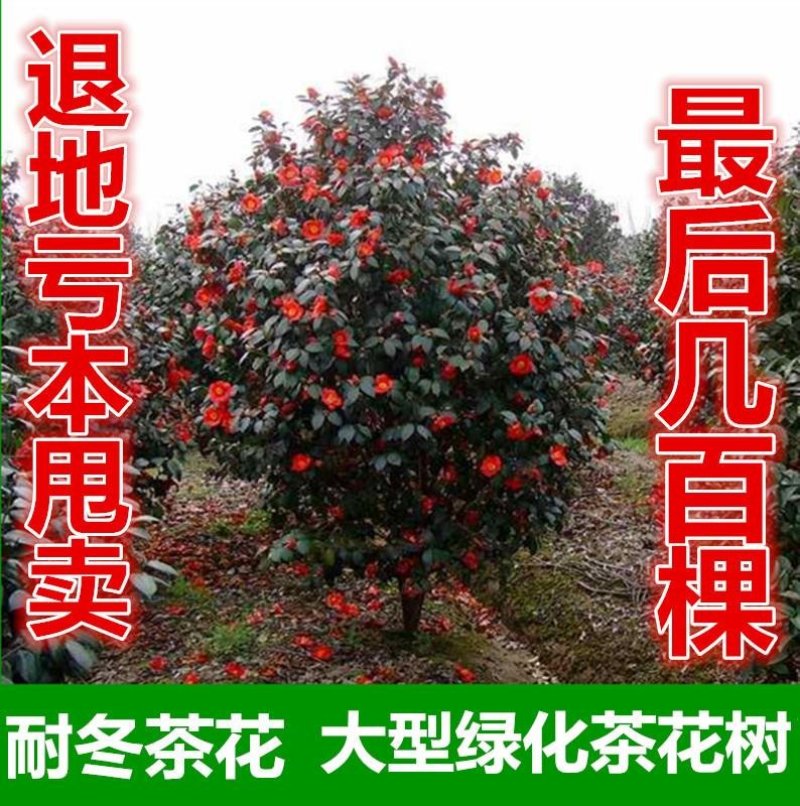 耐冬茶花树苗山茶花树苗茶花树大茶花树庭院绿化树绿化