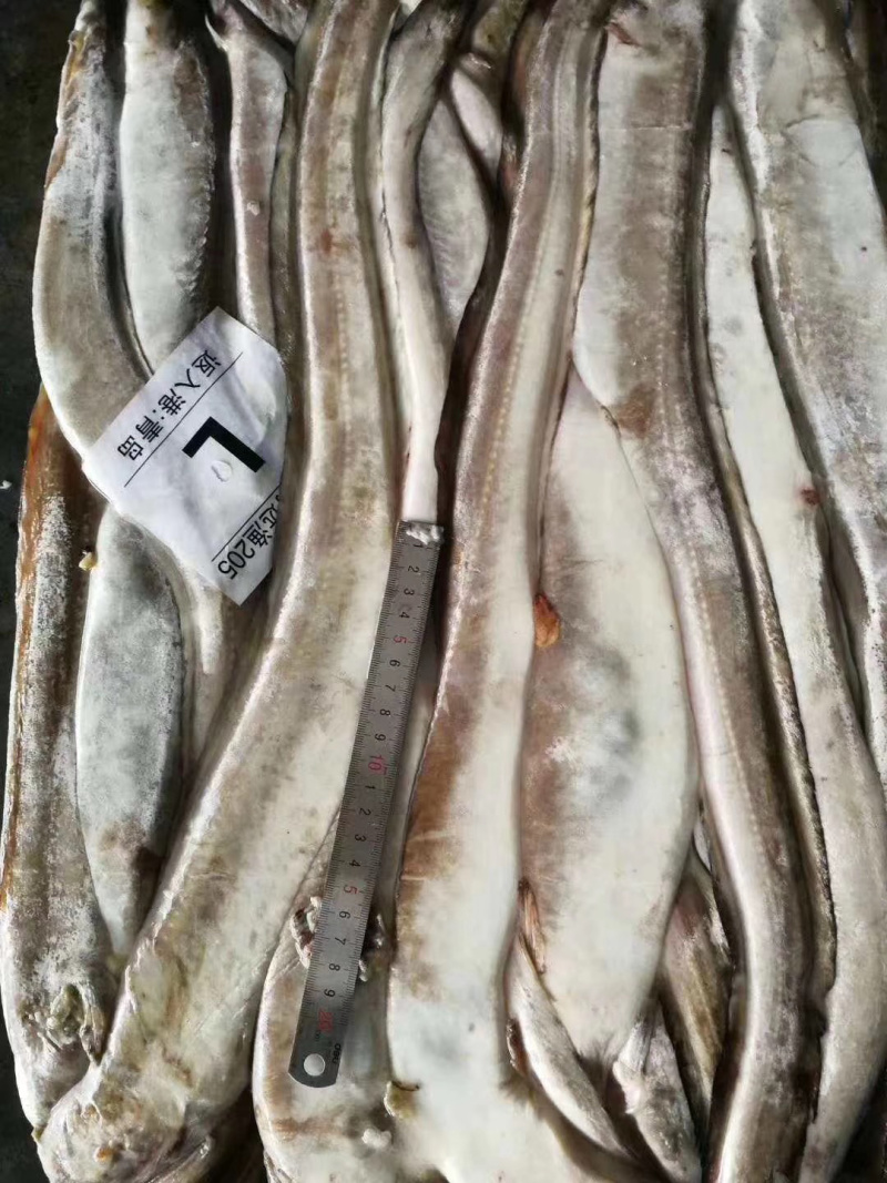 厂家直销鳗鱼原料量大价格便宜