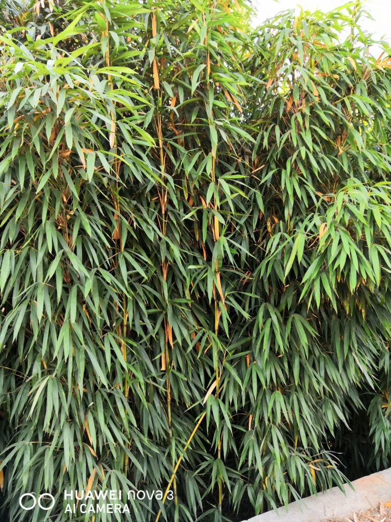 茶杆竹苗竹子绿化工程苗现挖现卖成活率高低价销售基地直发